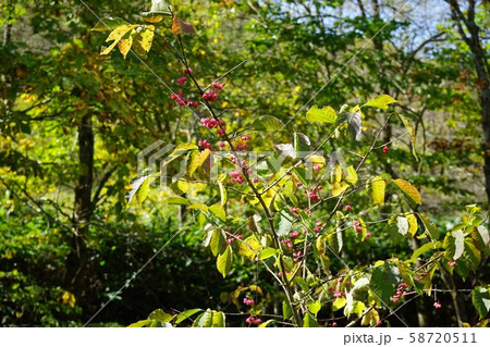 小本街道でよく見る鮮やかなマユミ 小本街道でよく見る鮮やかなマユミ 58720511