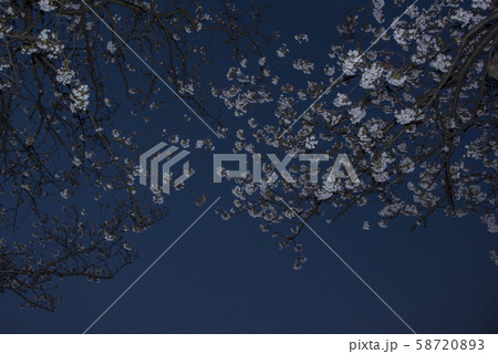 多摩川の土手沿いに咲く夜桜ソメイヨシノ 58720893