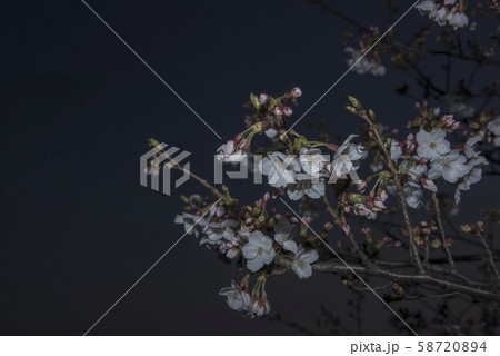 多摩川の土手沿いに咲く夜桜ソメイヨシノ 58720894