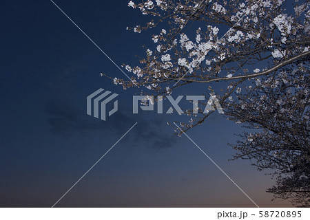 多摩川の土手沿いに咲く夜桜ソメイヨシノ 多摩川の土手沿いに咲く夜桜ソメイヨシノ 58720895