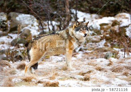 Magnificent wolf standing in the forest in early winter 58721116