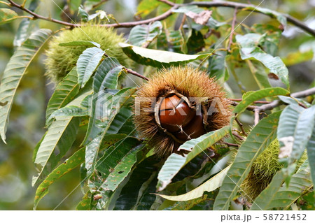 栗・イガグリ・実りの秋・十月 58721452