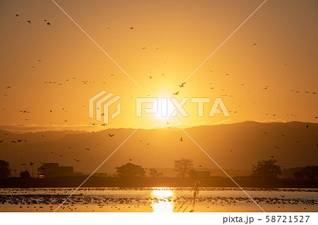 秋の美唄市宮島沼 日の出と渡り鳥 秋の美唄市宮島沼 日の出と渡り鳥 58721527