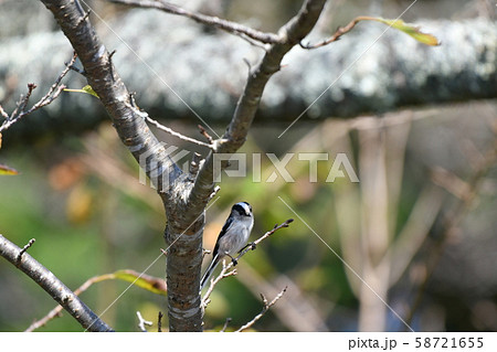 野鳥・エナガ・桜・十月・秋晴れ 野鳥・エナガ・桜・十月・秋晴れ 58721655