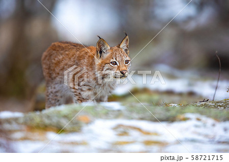 Focused eurasian lynx hunting in the forest at early winter Focused eurasian lynx hunting in the forest at early winter 58721715
