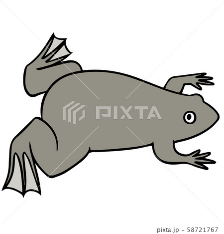 シンプルなアフリカツメガエルのイラスト 58721767