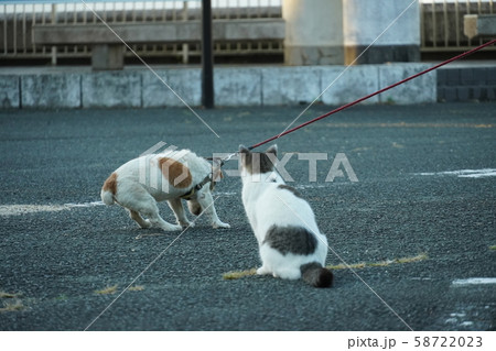 猫・野良猫・義兄弟・勘違い・模様・似た者同士 58722023