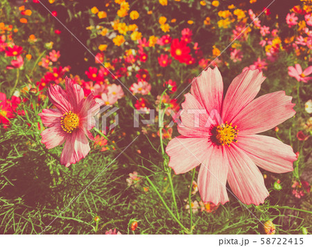 Daisy flowers in sunny garden 58722415