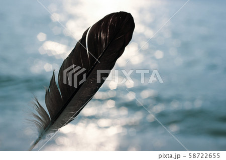Tender photo of dark feather on blue wavy water Tender photo of dark feather on blue wavy water 58722655