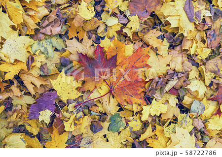 Pair of bright fallen autumn maple leaves on the ground on background variety of other colorful Pair of bright fallen autumn maple leaves on the ground on background variety of other colorful 58722786