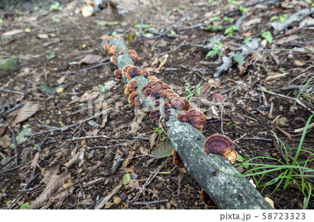 倒木に生えたキノコの写真素材