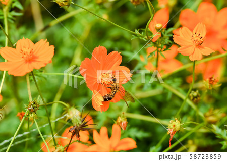 キンケハラナガツチバチ キンケハラナガツチバチ 58723859