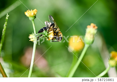 キンケハラナガツチバチ 58723861