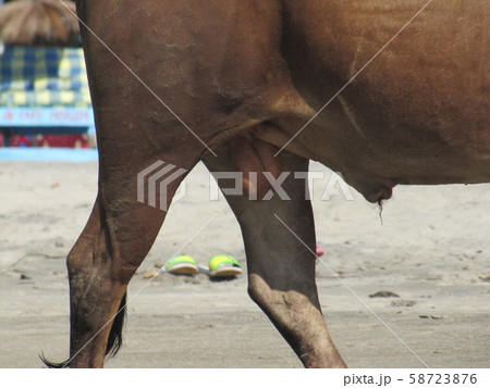 Bovine eggs. reproduction system. Testicles of a bull stallion. the scrotum of a bull 58723876