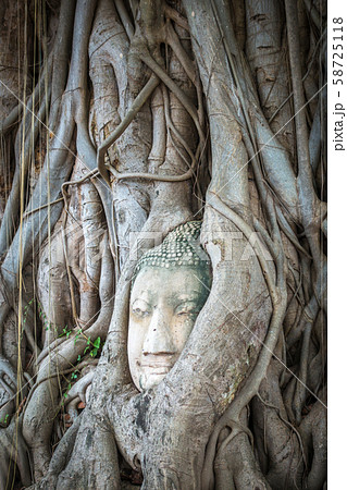 Buddha Head in Tree Roots, Wat Mahathat, Buddha Head in Tree Roots, Wat Mahathat, 58725118
