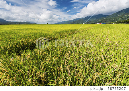 Ripe paddy Field in Taiwan eastern. 58725207