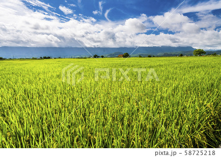 Ripe paddy Field in Taiwan eastern. Ripe paddy Field in Taiwan eastern. 58725218