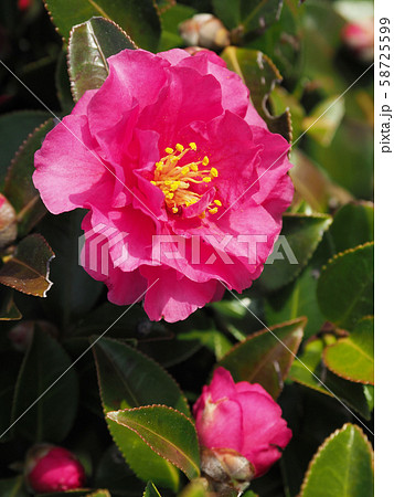 美しいサザンカ（山茶花） 58725599