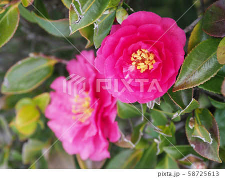 美しいサザンカ（山茶花） 58725613