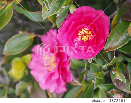 美しいサザンカ（山茶花） 58725614