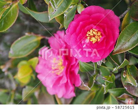 美しいサザンカ（山茶花） 58725615