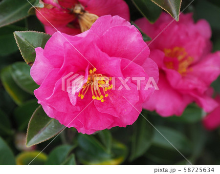 美しいサザンカ(山茶花) 美しいサザンカ(山茶花) 58725634