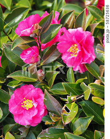 美しいサザンカ(山茶花) 美しいサザンカ(山茶花) 58725636