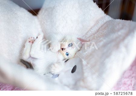 仔猫 生後4週間 保護猫 ハンモック 仔猫 生後4週間 保護猫 ハンモック 58725678