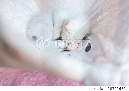 仔猫　生後4週間　保護猫　ハンモック 58725682