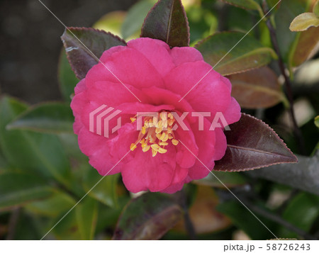 美しいサザンカ（山茶花） 58726243