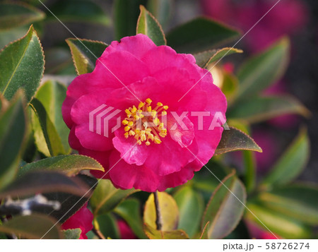 美しいサザンカ（山茶花） 58726274