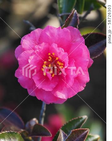 美しいサザンカ（山茶花） 58726303