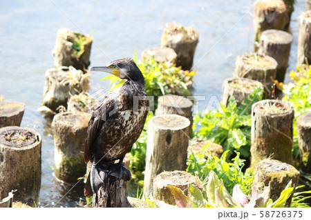 カワウ 58726375