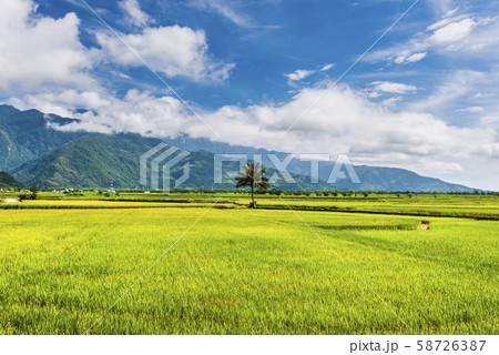 Ripe paddy Field in Taiwan eastern. Ripe paddy Field in Taiwan eastern. 58726387