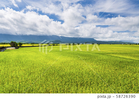 Ripe paddy Field in Taiwan eastern. Ripe paddy Field in Taiwan eastern. 58726390