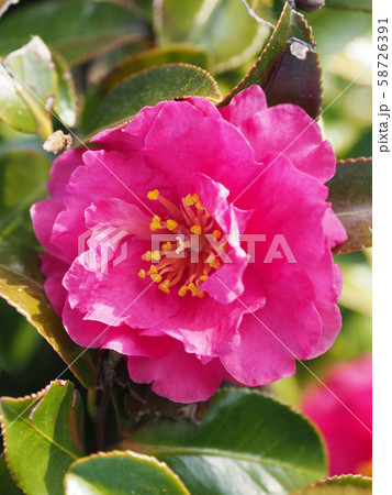 美しいサザンカ(山茶花) 美しいサザンカ(山茶花) 58726391