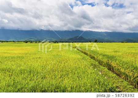 Ripe paddy Field in Taiwan eastern. Ripe paddy Field in Taiwan eastern. 58726392