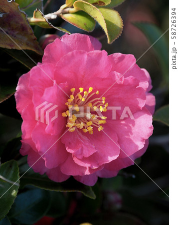 美しいサザンカ(山茶花) 美しいサザンカ(山茶花) 58726394