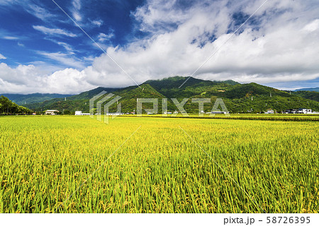 Ripe paddy Field in Taiwan eastern. 58726395