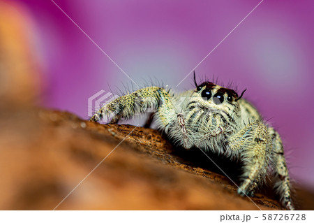 Close up Platycryptus undatus jumping spider. Close up Platycryptus undatus jumping spider. 58726728