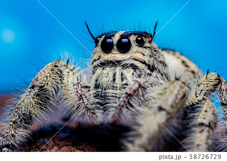 Close up Platycryptus undatus jumping spider. Close up Platycryptus undatus jumping spider. 58726729