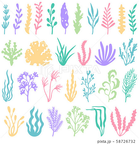 aquarium seaweed
