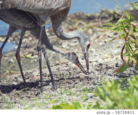 sandhill crane parent feeds its young one 58726815