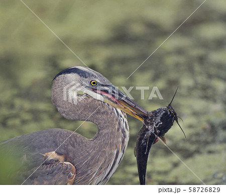 Grat Blue Heron with a large fish 58726829
