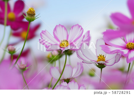 コスモス 58728291