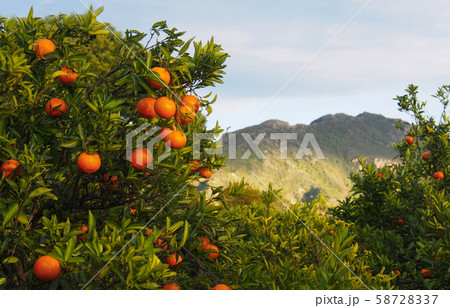 Valencian orange and orange blossoms. Spain. Spring harvest 58728337