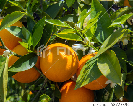 Valencian orange and orange blossoms. Spain. Spring harvest Valencian orange and orange blossoms. Spain. Spring harvest 58728390