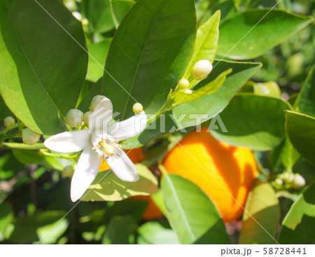 Valencian orange and orange blossoms. Spain. Spring harvest Valencian orange and orange blossoms. Spain. Spring harvest 58728441