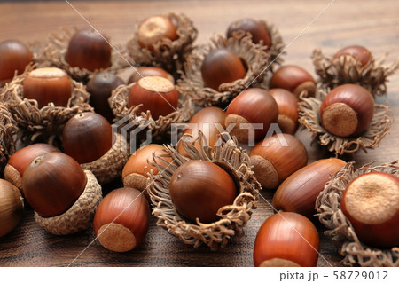 ドングリ 58729012