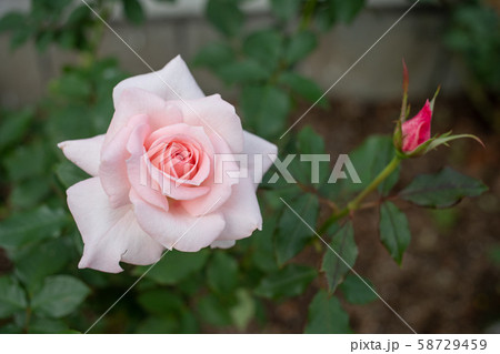 咲く薄ピンク色のバラ/Pink roses blooming. 58729459